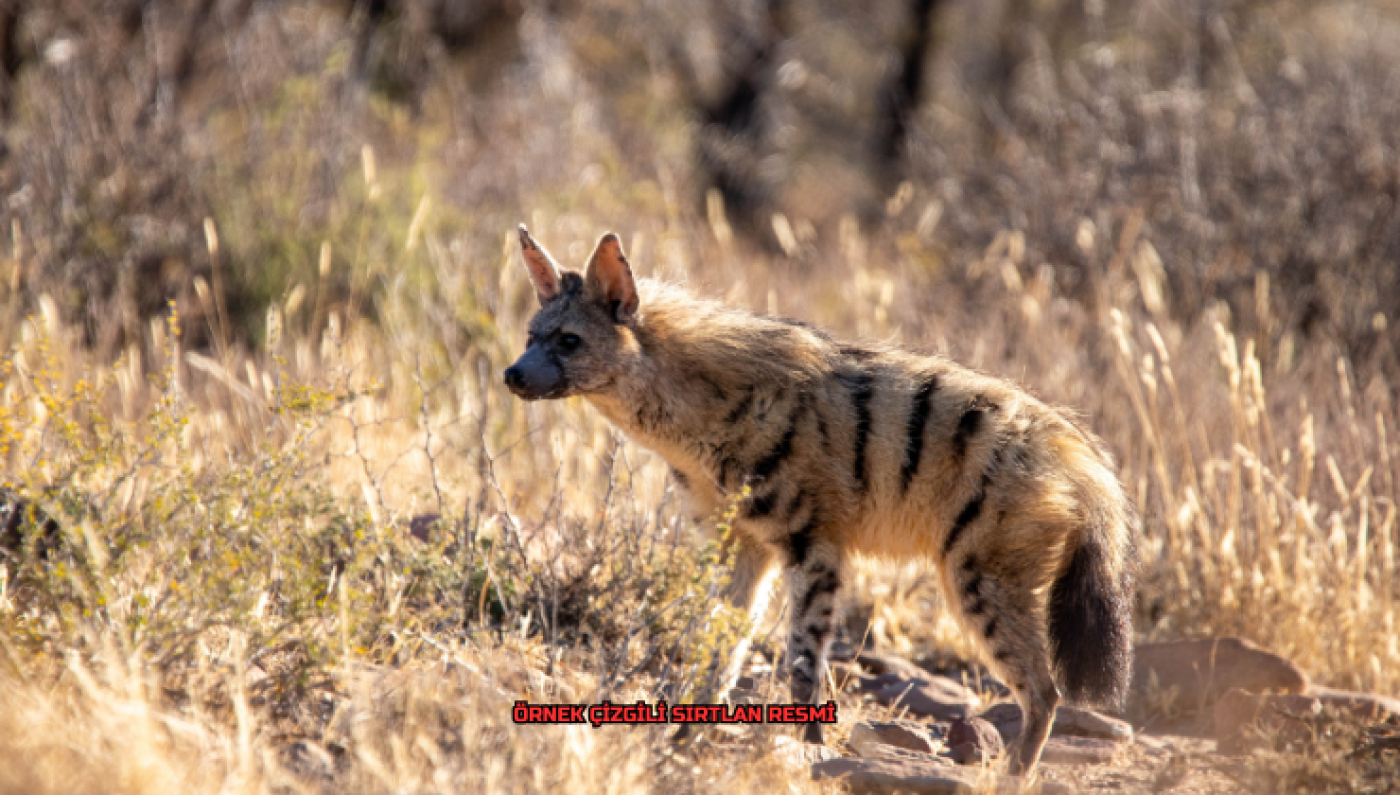 cizgili-sirtlan-1-i67b0f23994d67.png