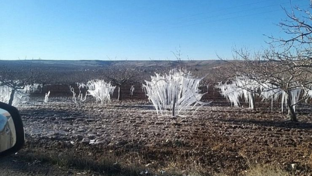Şanlıurfa’da Fıstık Ağaçları Buz Tuttu