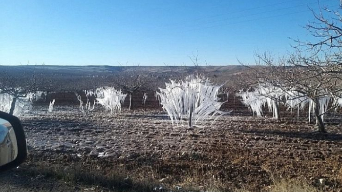 Şanlıurfa’da Fıstık Ağaçları Buz Tuttu