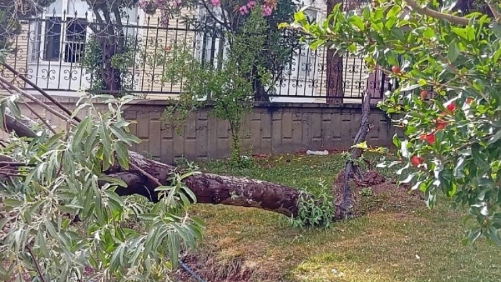 Karaköprü’de Fırtına Ağacı Kökünden Söküp Devirdi