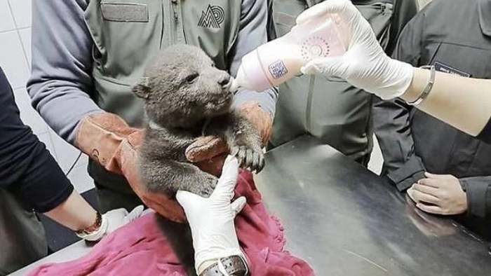 Yavru Ayıya “Bulut” İsmi Verildi