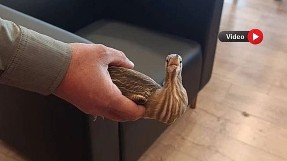 Nadir Tür Balaban, Şanlıurfa’da Bulundu