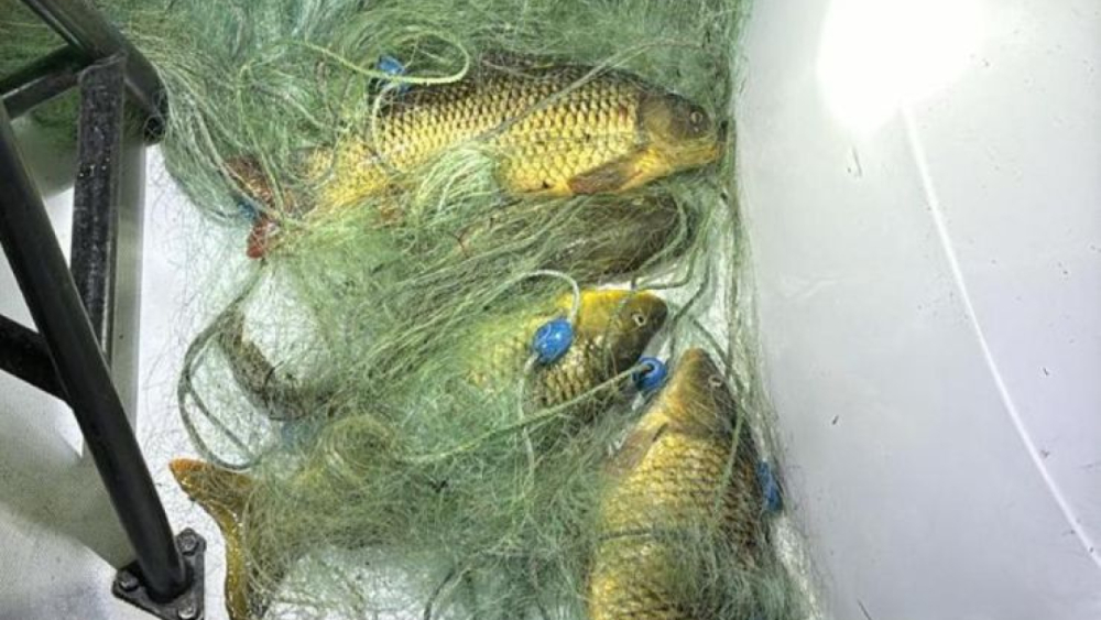 Şanlıurfa’da Kaçak Balık Avcılığına Operasyon