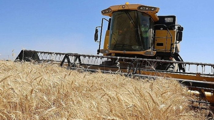 Şanlıurfa’da Hububat Hasadı Başladı