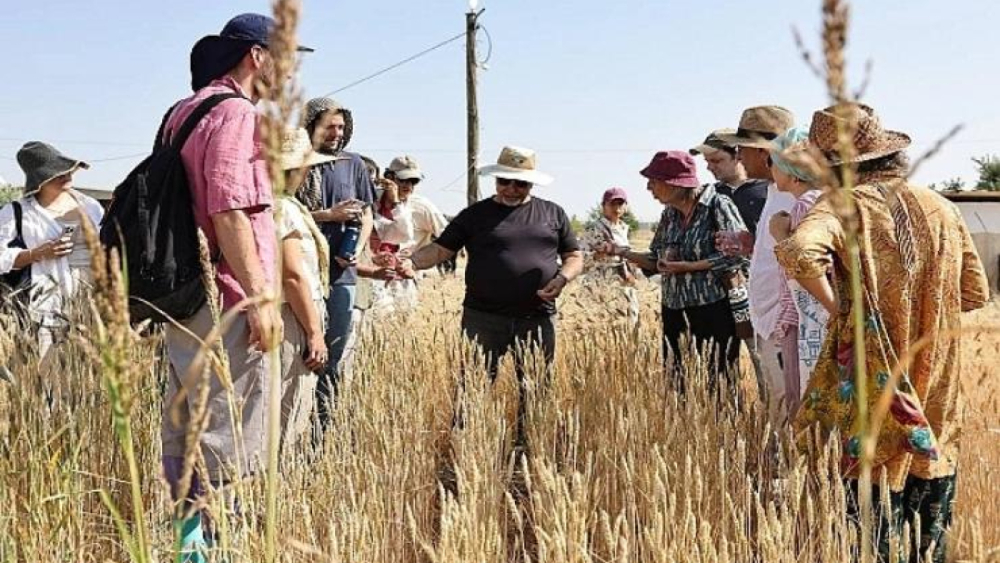 Gülpınar: “Buğday, Medeniyetin Tohumudur”