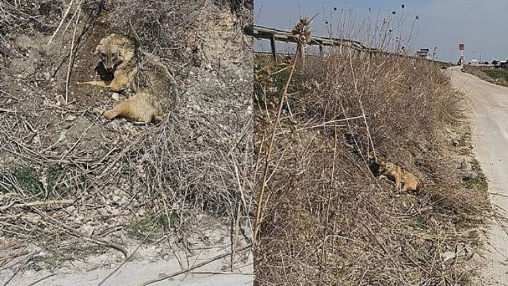 Viranşehir’de Yaralı Çakal İçin Yardım Çağrısı
