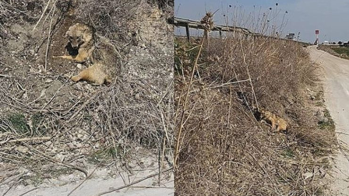 Viranşehir’de Yaralı Çakal İçin Yardım Çağrısı