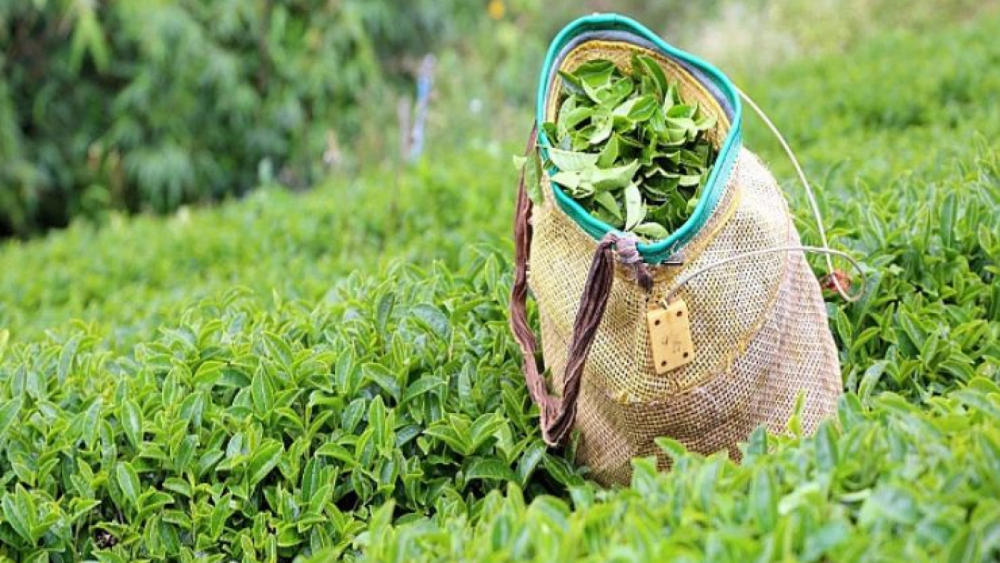 Çayda Yeni Sezon Fiyatı Belirlendi