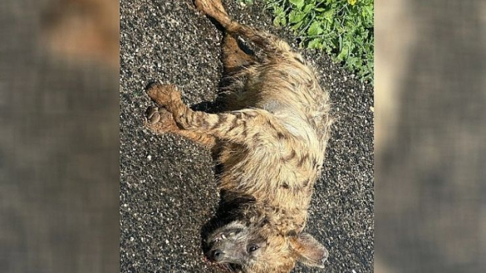 Nesli Tükenmekte Olan Çizgili Sırtlan Ölü Bulundu