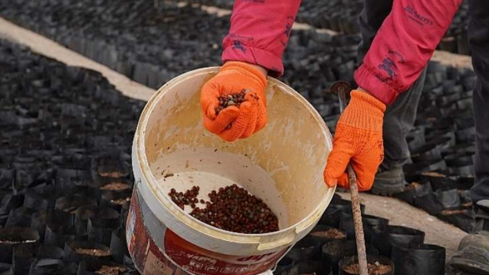 Şanlıurfa Keten Köyneği Fıstığı İçin Büyük Adım