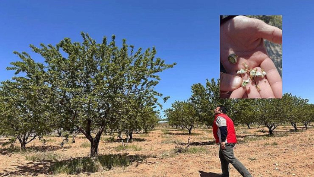 Tarım Yetkilileri Üreticiyi Uyardı