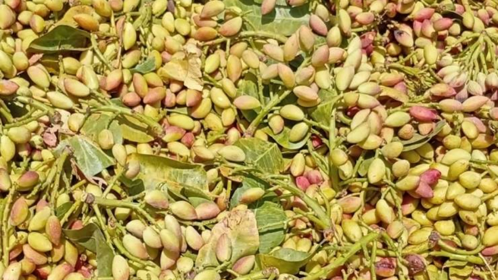 Şanlıurfa Fıstığında Kriz Alarmı