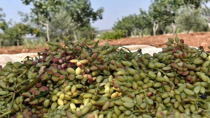 Şanlıurfa’da Su Altı Fıstık Fiyatı Açıklandı