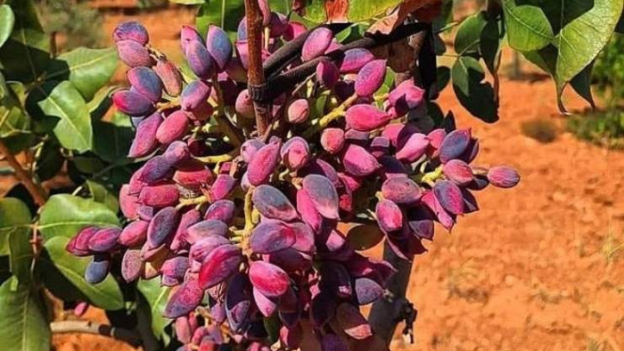 Şanlıurfa’da Güncel Fıstık Fiyatları Açıklandı