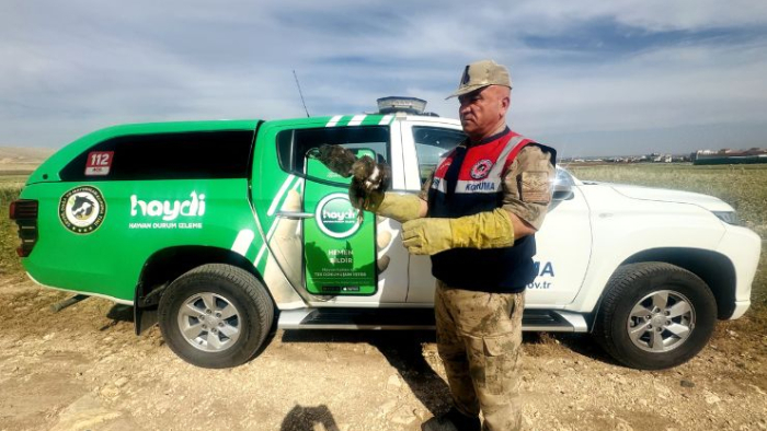 Halfeti’de Yaralı Kızıl Şahin Bulundu