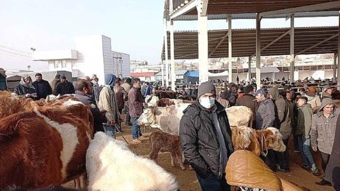 Hayvan Pazarları Yeniden Açılıyor