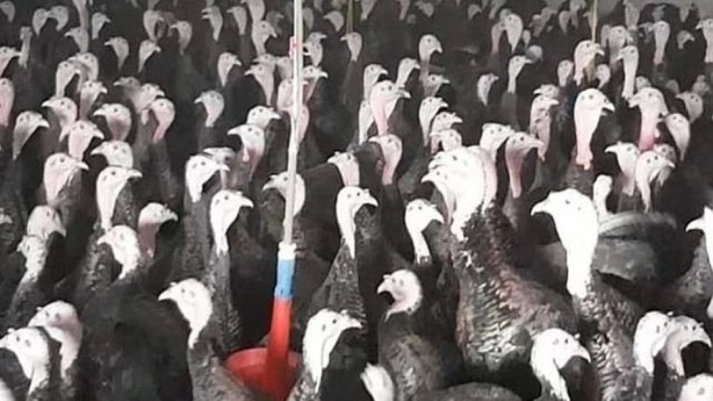 Türkiye’de Hindi Üretimi Yükselişte