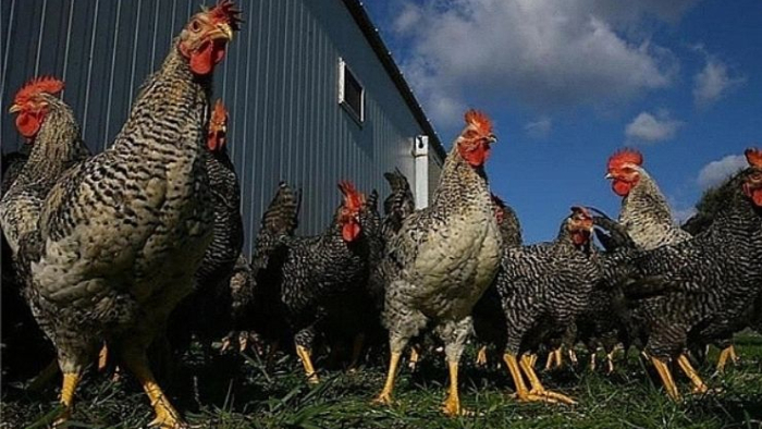 Bozova’da Kuş Gribi Alarmı