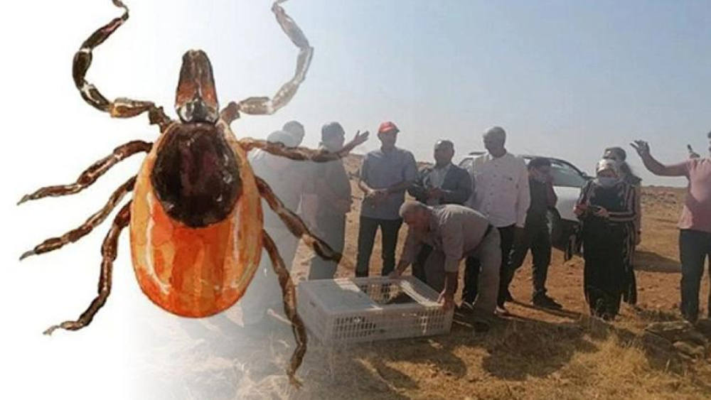 Kenelere Karşı Keklikli Müdahale