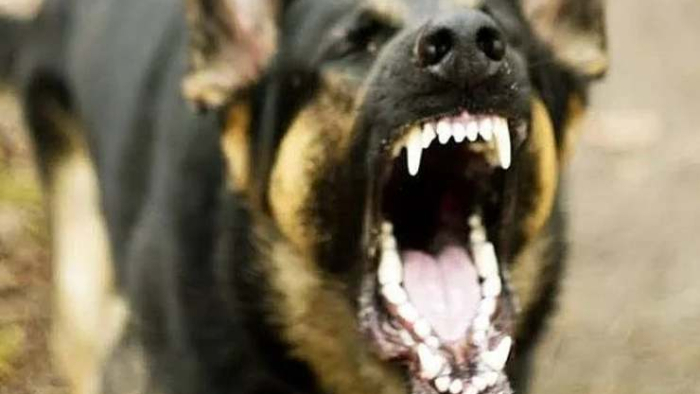 Siverek Kaymakamlığı Uyardı: 6 Aylık Karantina Kararı