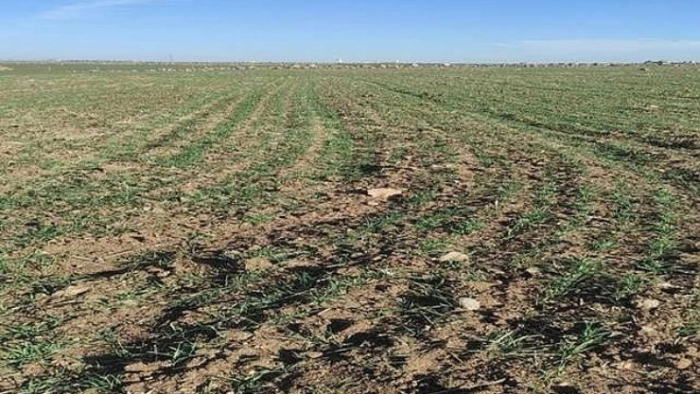 Şanlıurfa’da Çiftçileri Endişelendiren Kuraklık
