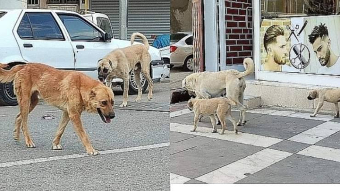 Urfa’da Sahipsiz Köpek Saldırısı: 2 Yaralı