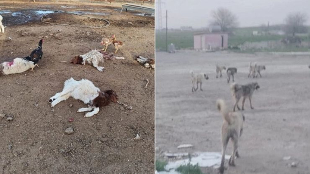 Urfa'da 25 Hayvan Telef Oldu