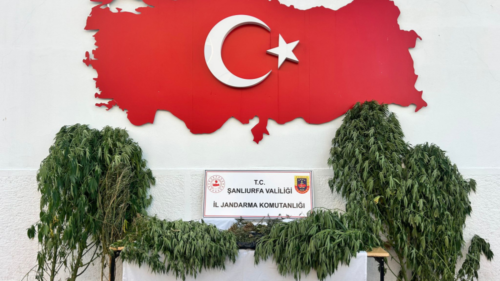 Şanlıurfa’da Zehir Tarlalarına Operasyon