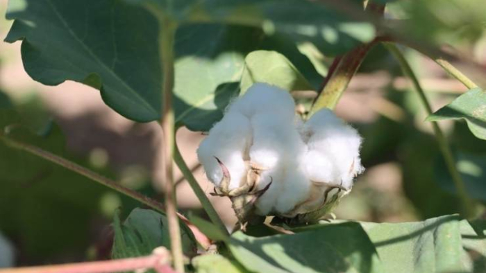 Şanlıurfa’da Pamuk Sezonu Başladı