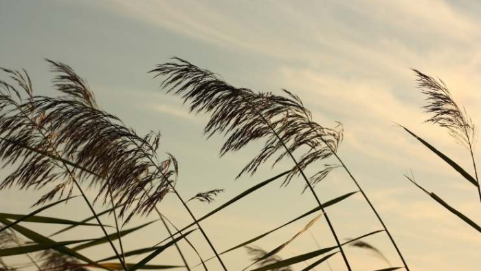 Şanlıurfa İçin Kuvvetli Rüzgar Uyarısı