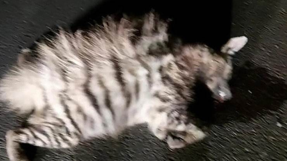 Halfeti Yolunda Üzücü Manzara