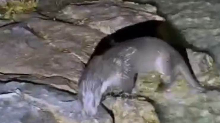 Fırat’ın Neşeli Misafiri: Tatlı Su Samuru