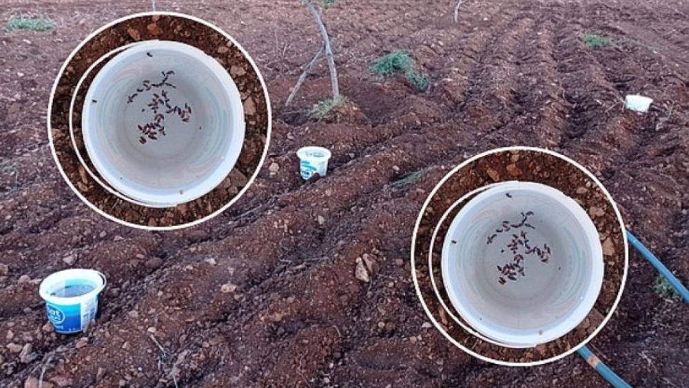 Şanlıurfalı Çiftçiden Doğal Haşere Mücadelesi