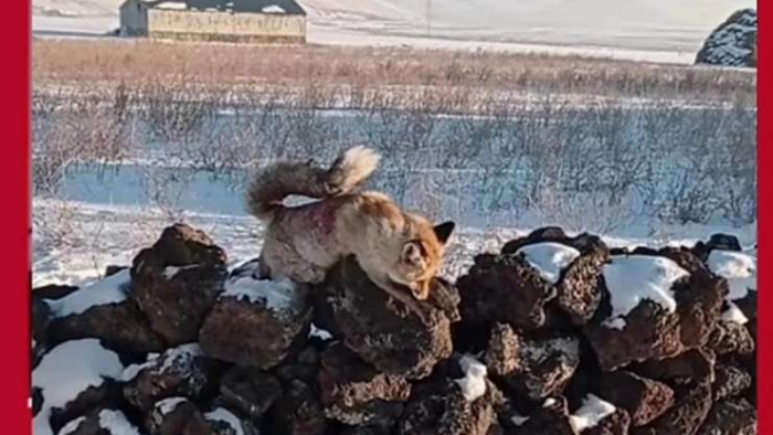 Soğuk Hava Doğal Yaşamı Vurdu Tilki Donarak Telef Oldu