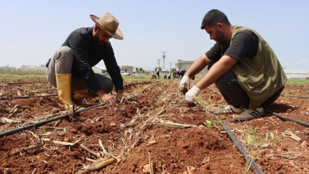 Şanlıurfa’da Ata Tohumları Toprakla Buluştu
