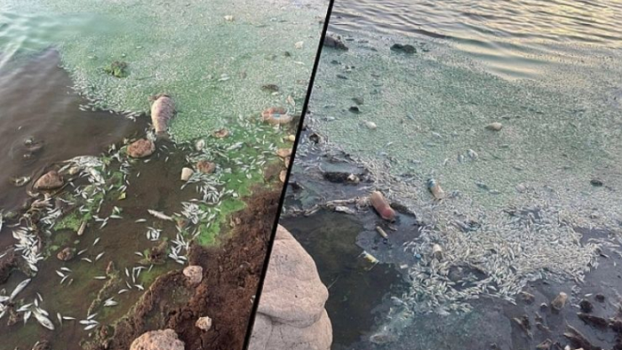 Viranşehir’de Gölette Toplu Balık Ölümleri Endişe Yarattı