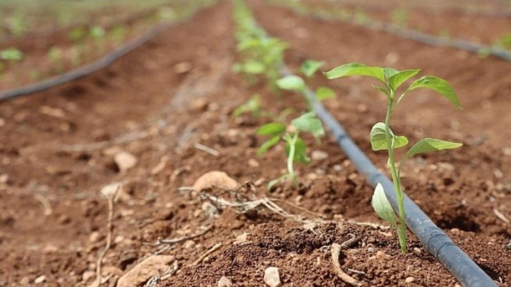 Urfa’da Hasat Dönemi Öncesi Uyarılar