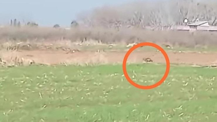 Urfa’da Nadir Görülen Çizgili Sırtlan Görüntülendi