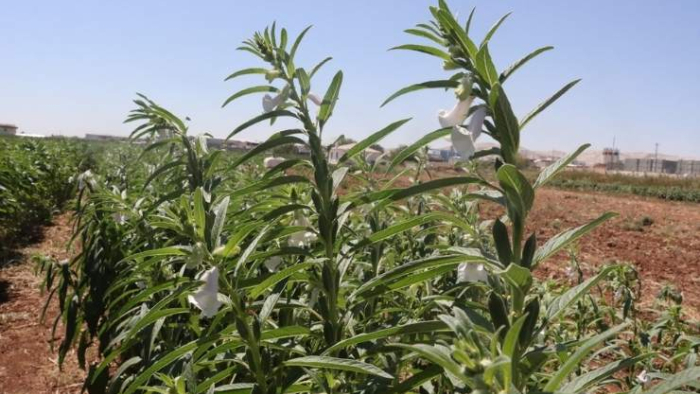 Urfa Susamı Yeniden Toprakla Buluşuyor