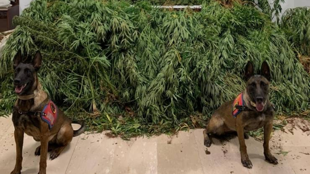 Haliliye’de Uyuşturucu Operasyonu: 2 Gözaltı