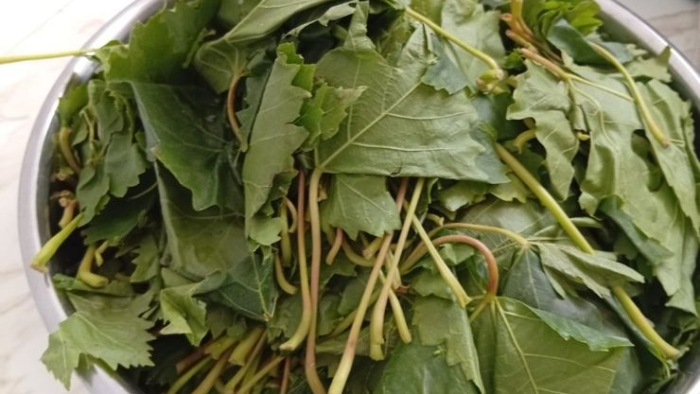 Kuraklık Urfa’yı Vurdu: Asma Yaprağı Ege’den Getiriliyor