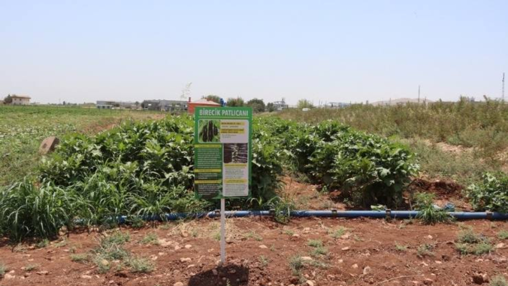 Şanlıurfa’da Ata Tohumlarıyla Bereketli Hasat