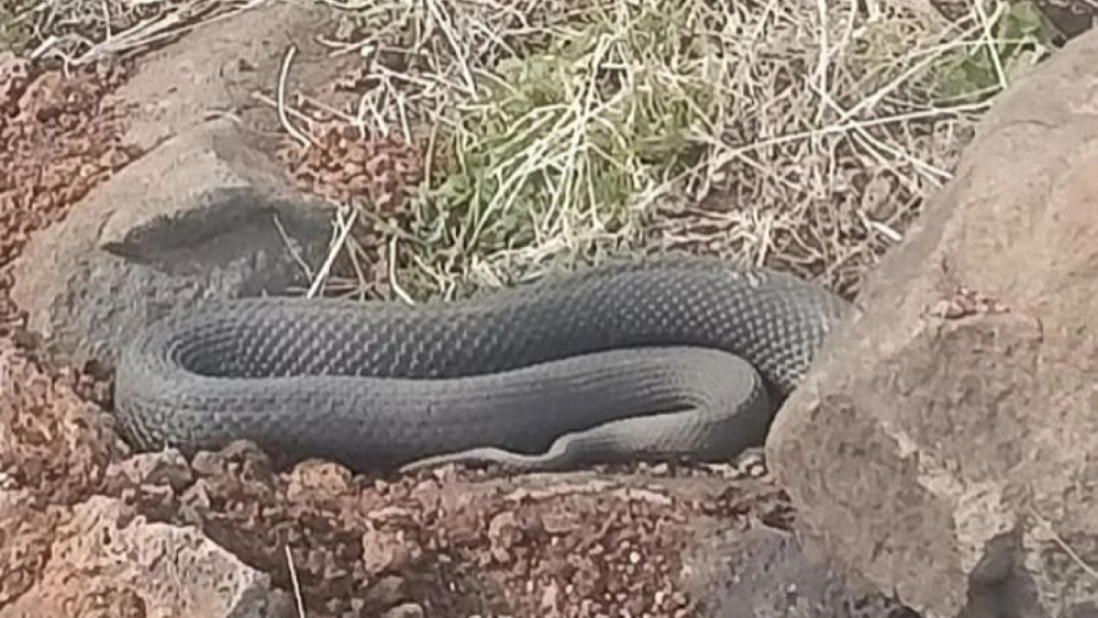 Urfa'da Sıcak Hava Yılanları Harekete Geçirdi!