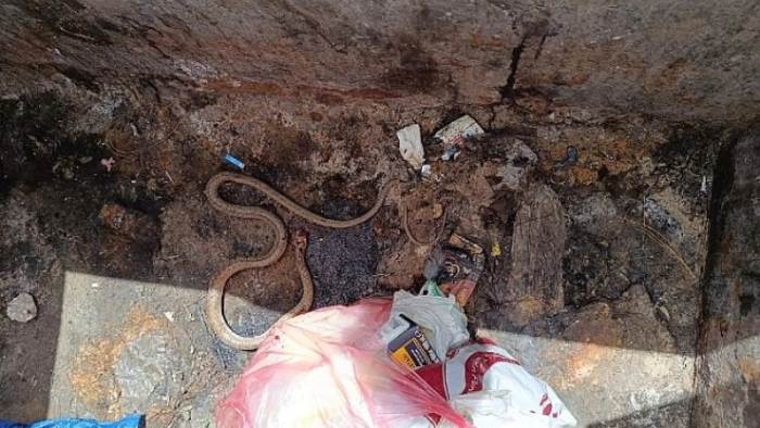 Urfa’da Yılan Paniği: Çocukların Oyun Alanına Girdi